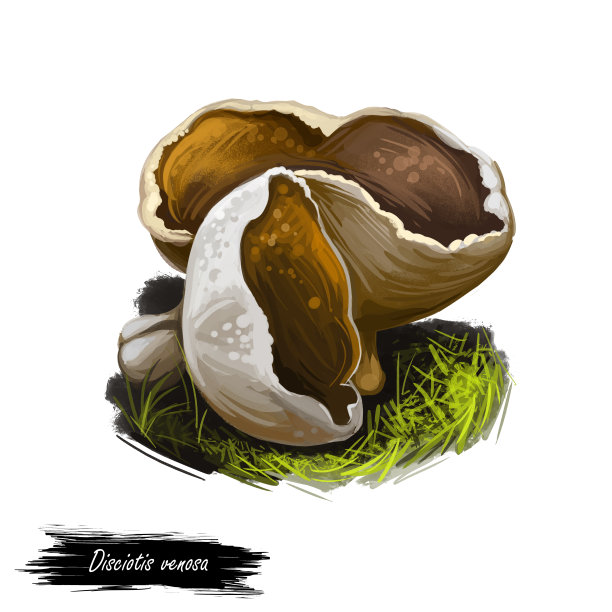 白杯盘菌，脉杯菌，羊肚菌科真菌。食用菌孤立在白色。数码艺术插画，天然食品秋收或秋收。图片下载