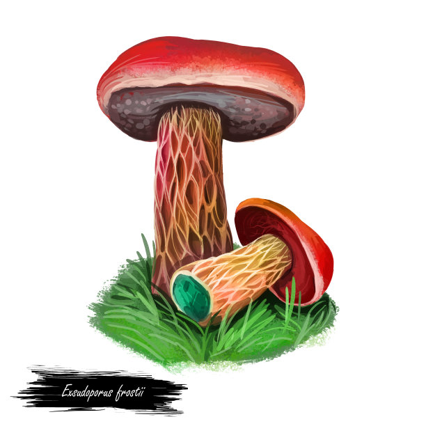 霜冻牛肝菌，绿草上的霜冻或苹果枯草菌。肋片蘑菇。食用菌孤立在白色。数码艺术插画，天然食品秋收或秋收。图片下载