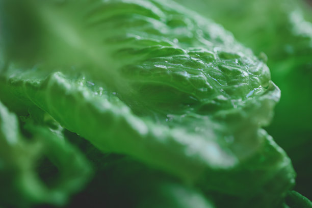 木板上的莴苣图片下载