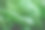 木板上的莴苣图片下载