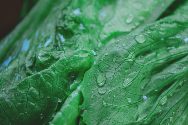 木板上的莴苣图片下载