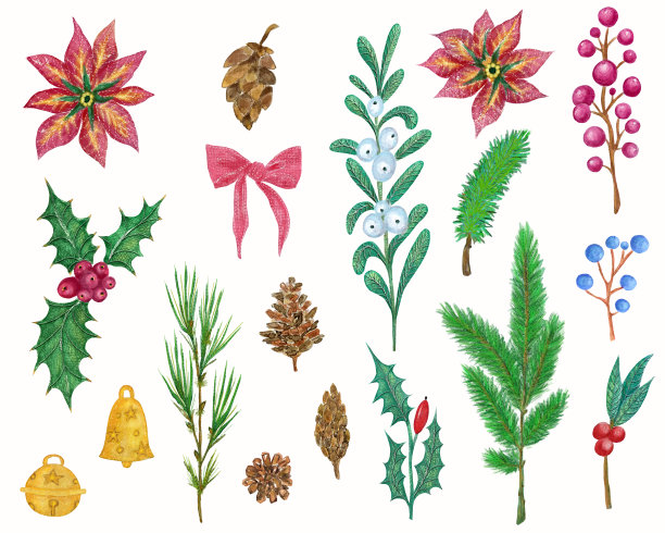 圣诞花集一品红，冬青浆果，冷杉枝和红色蝴蝶结图片下载