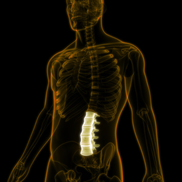 脊髓、脊柱、腰椎的人体骨骼系统解剖图片下载