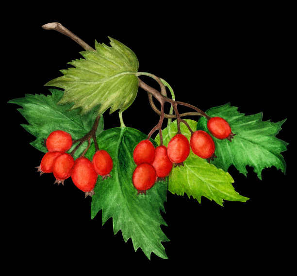 水彩山楂分支。浆果,叶子图片下载