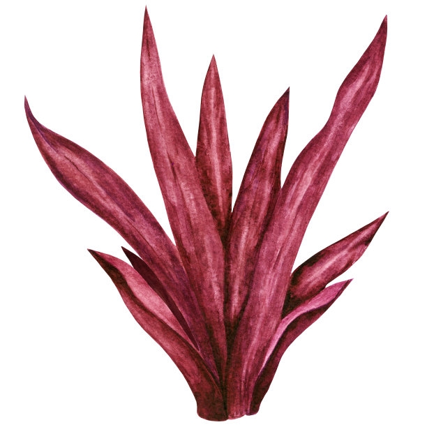 水彩红海草图片下载