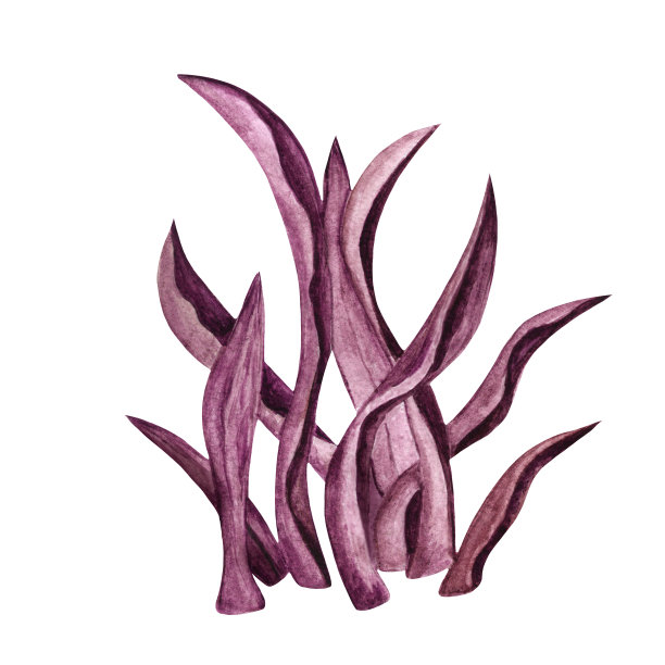 水彩红海藻、海藻图片下载