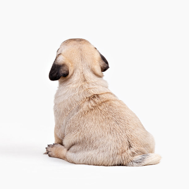 小狗哈巴狗坐在孤立的白色背景的后视图图片下载