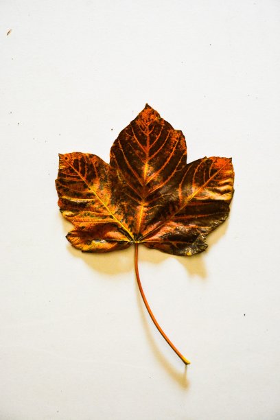 红色，黄色，绿色和棕色秋叶背景图片下载