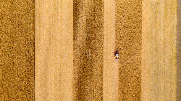 以上观点对联合收割机，收割机，收获成熟的玉米图片下载