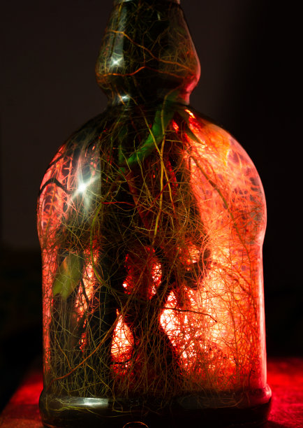 可见的自然生长植物的根在瓶子里图片下载