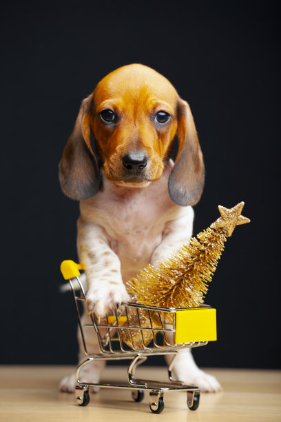 图片的狗手推车冷杉树黑暗的背景图片下载