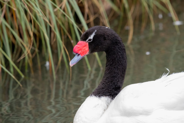 黑颈天鹅(cygnus melanoryphus)图片下载
