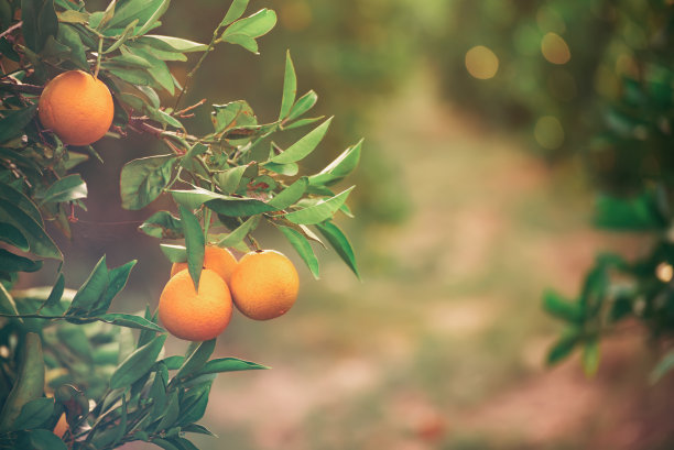 橘色阳光明媚的花园图片下载