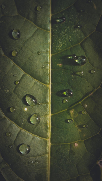 叶子上的露珠图片下载