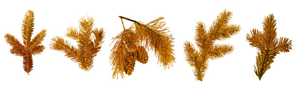 金色复古圣诞松果装饰元素孤立图片下载