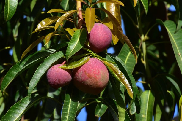 红色的芒果图片下载