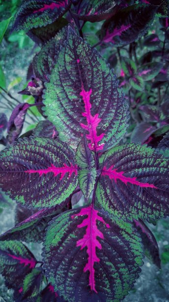 叶的微距照片图片下载