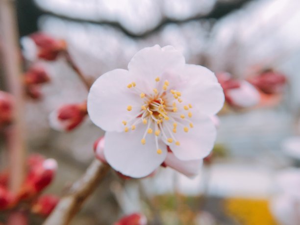 日本美丽的梅花图片下载