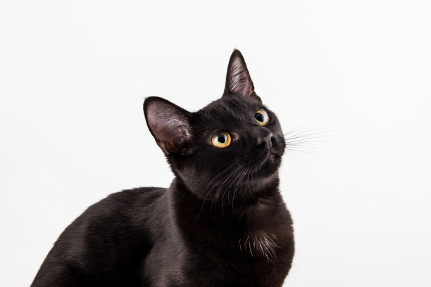 白底黑猫图片下载