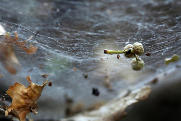 自然界的蜘蛛网。自然背景。图片下载