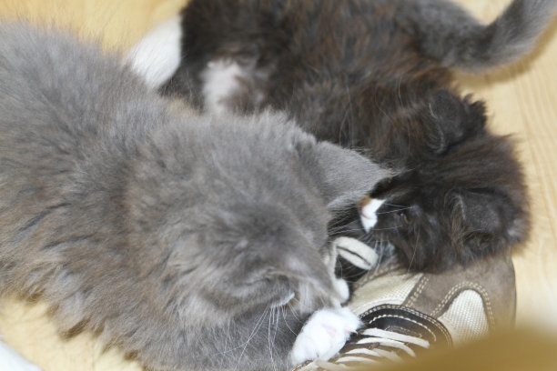 小缅因猫在玩耍图片下载