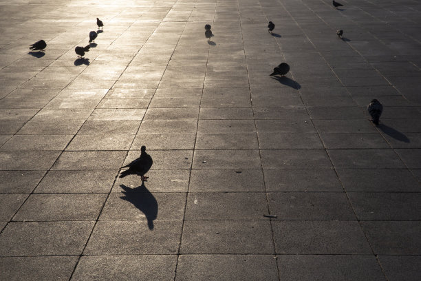 鸟类吃户外图片下载