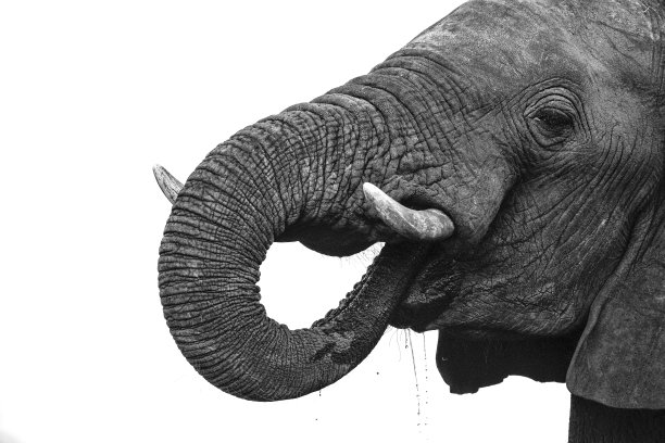 近距离观察非洲象的细节。图片下载