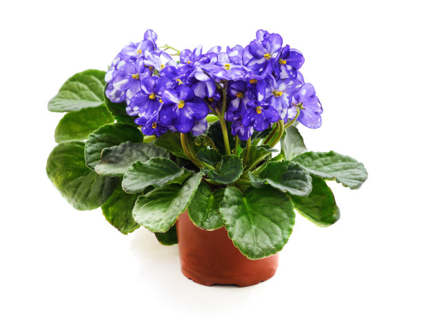 带条纹的蓝色紫罗兰花。图片下载