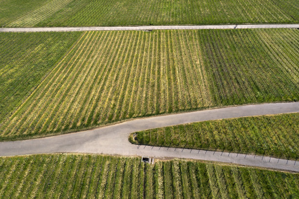 葡萄酒种植区，鸟瞰图图片下载