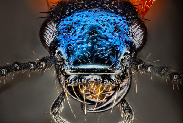 漫游甲虫在显微镜下10倍微距肖像图片下载