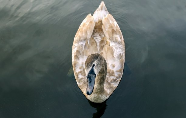 一只天鹅在水里图片下载