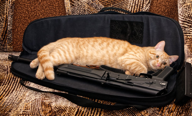 姜黄色的猫躺在一个装有武器的袋子上休息。图片下载