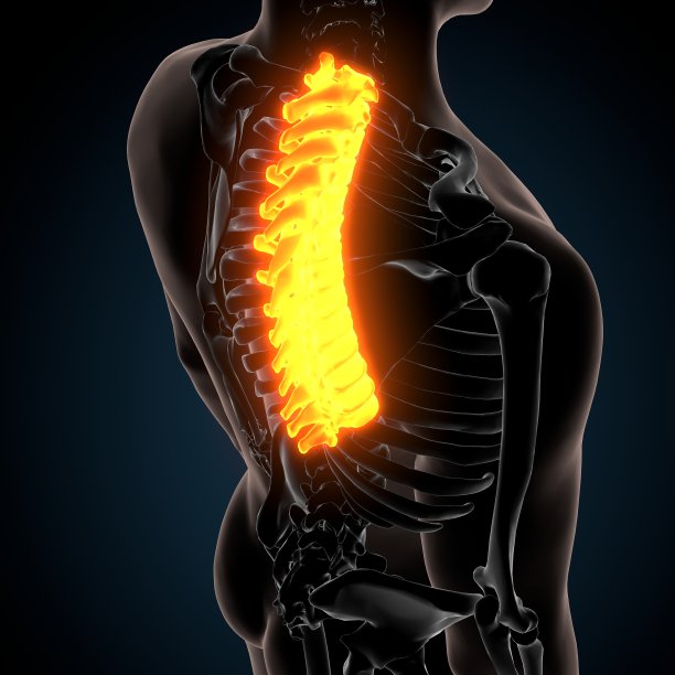 人体骨骼胸椎骨解剖的3d渲染图片下载