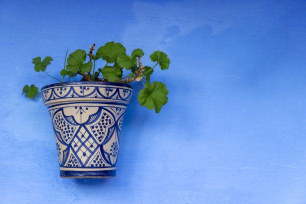 蓝墙上的一盆天竺葵。摩洛哥Chefchaouen镇麦地那的典型房子。梦幻和浪漫的背景与复制空间图片下载