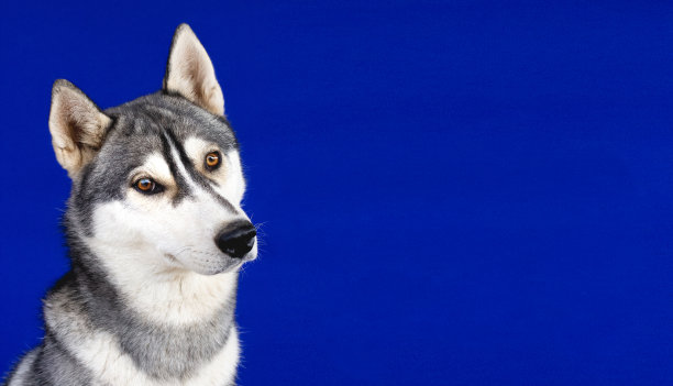 可爱的哈士奇狗的肖像图片下载