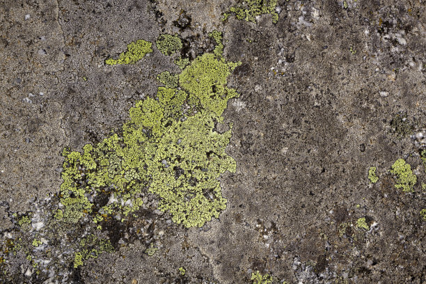 抽象的背景，石头和苔藓纹理。黄色和灰色隔离背景图片下载