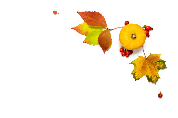 抽象的秋天。天然食品，收获与橙色南瓜，秋天干叶，月桂浆果孤立在白色背景。平铺，俯视图，拷贝空间。图片下载
