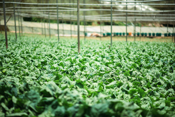 温室中大量生长的中国开兰植物图片下载