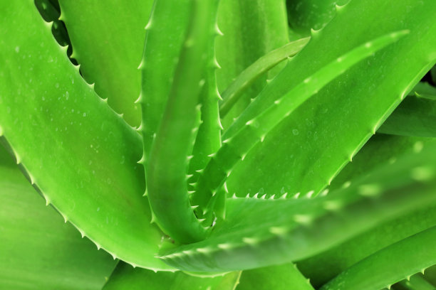 近距离观察生长在花园里的芦荟植物。图片下载