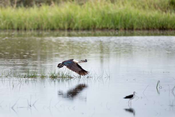 钩嘴鸭，或非洲梳鸭(黑毛鸭)图片下载