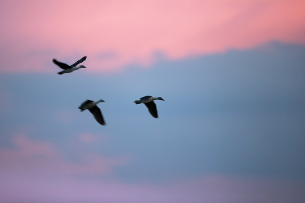 钩嘴鸭，或非洲梳鸭(黑毛鸭)图片下载