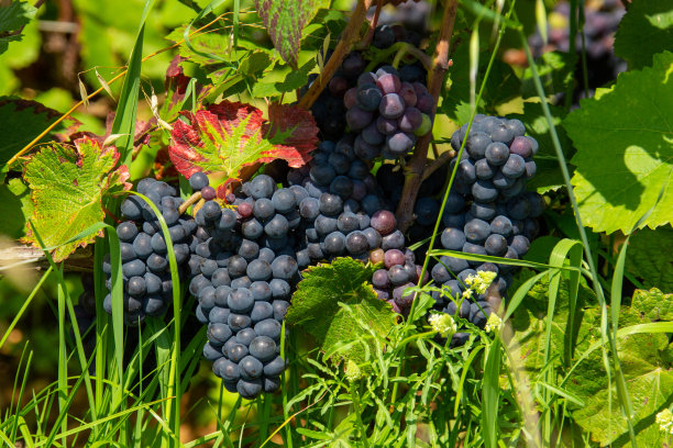 勃艮第金海岸的葡萄图片下载