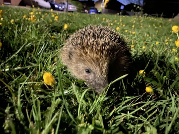 深夜刺猬图片下载
