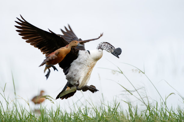 钩嘴鸭，或非洲梳鸭(黑毛鸭)图片下载