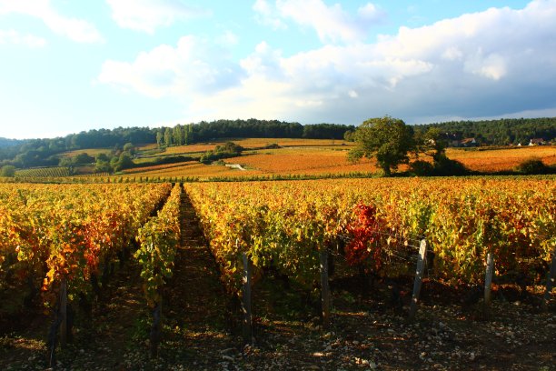 葡萄园在秋天图片下载
