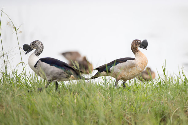 钩嘴鸭，或非洲梳鸭(黑毛鸭)图片下载
