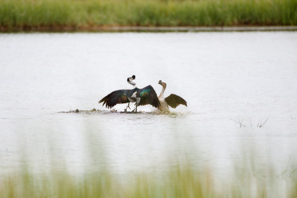 钩嘴鸭，或非洲梳鸭(黑毛鸭)图片下载