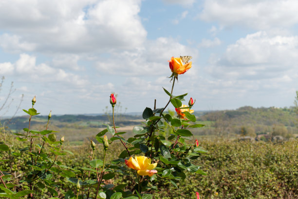 玫瑰纽扣和蝴蝶，大自然的奇迹图片下载