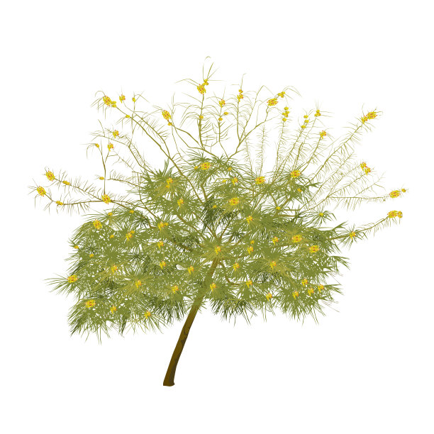 夏天盛开的金合欢图片下载