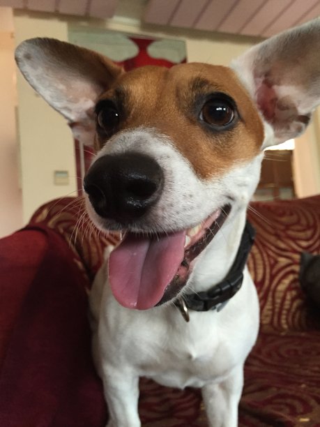 一个笑脸的杰克罗素梗图片下载